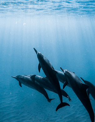 dolphin
