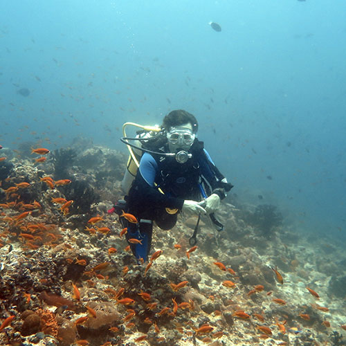 Beginner diving course 
